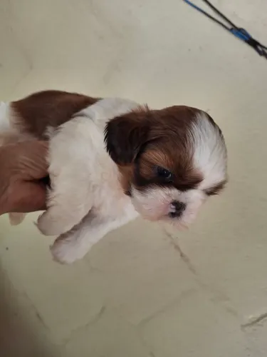 Shihtzu tricolor machinhos