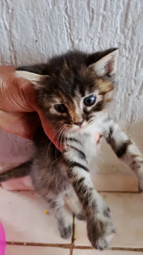 Gatos doação