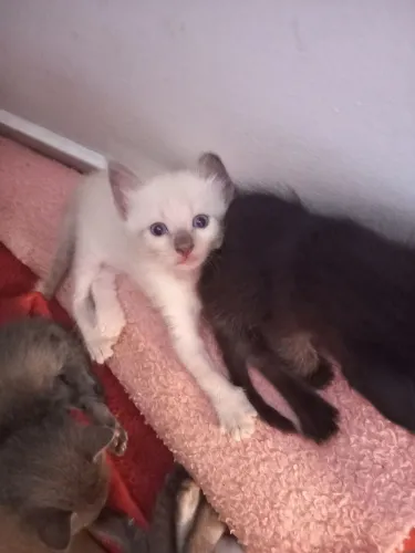 Doa-se filhotes de gato.