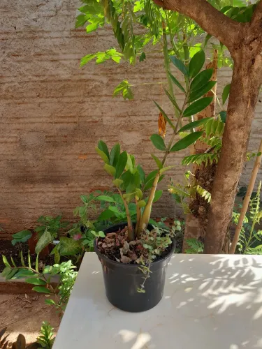 Vendo 1 vaso de Zamiocuca da folha verde, R$ 45,00. Entrego só em Palmas-To