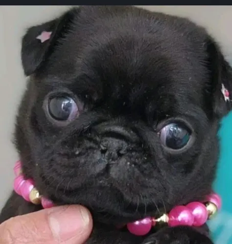 Pug fêmea promoção