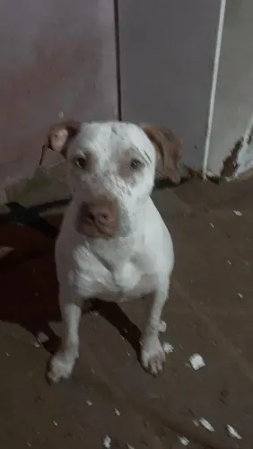 Doa se Pit Bull 1 ano