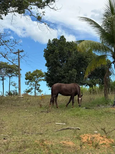 Égua Prenha