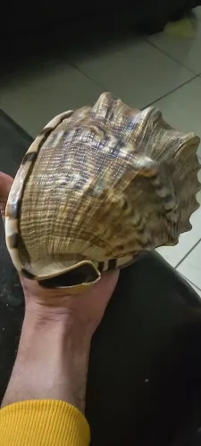 Concha do mar grande