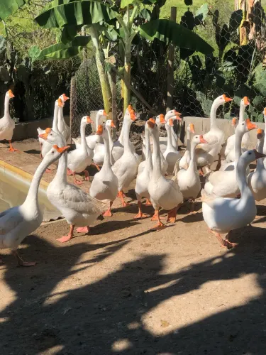 Terno (1 macho e 2 fêmeas) de gansos sinaleiros chineses brancos raça pura 