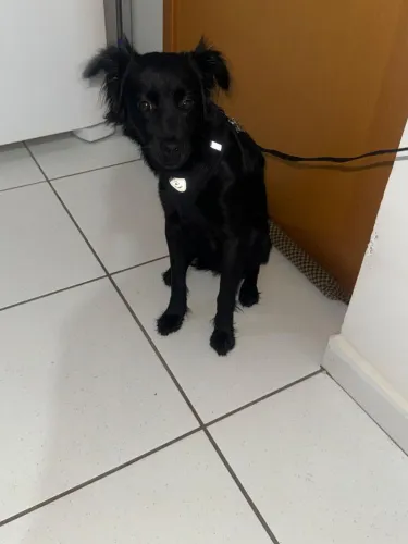 Cachorro vira lata dócil pra doação interessados chamem (Maria) WhatsApp: *