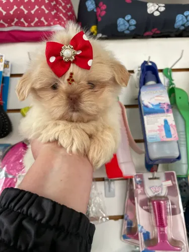 Shih tzu fêmea micro $3.200,00
