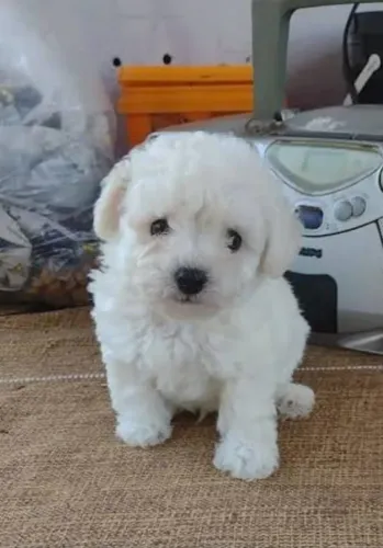 Filhotinho lindo de poodle micro toy macho muito carinhoso