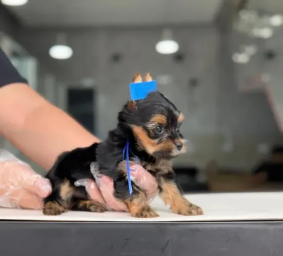 Yorkshire Terrier Mini: Pedigree , Contrato de Garantia e Vacina Importada V10