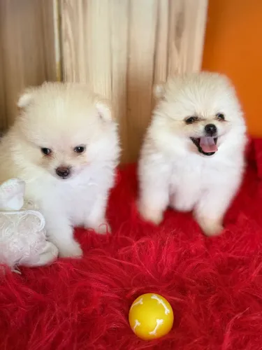 Filhotes de Lulu da pomerania em 12x sem juros 