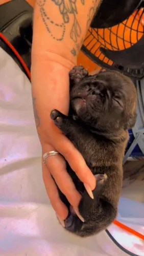 Venda de Filhotes de Buldogue francês