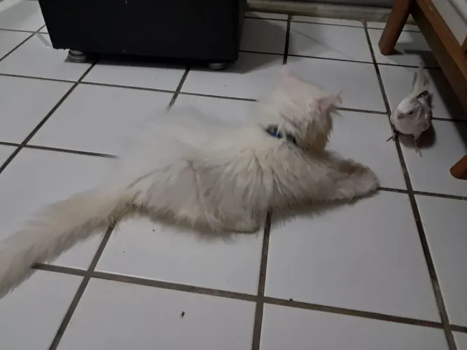 Gato persa