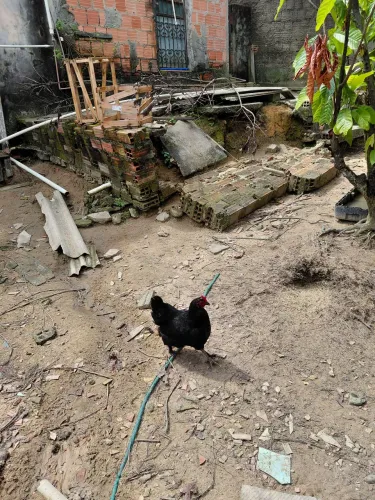 Vendo galinhas caipira em otimo estado para cria ou cortes