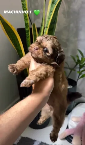 FILHOTES DE SHIHTZU MACHO