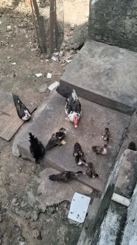 Esse valor dos patos e de todos os patos 