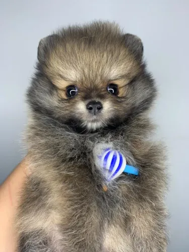Lulu da Pomerania anão | PEDIGREE