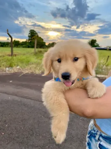 Filhote de golden para doar - *
