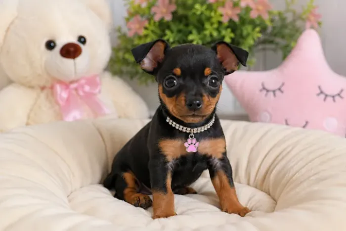 Filhotes de Pinscher/Pincher Fiéis e Alertas Macho e Fêmea Vacinados SP