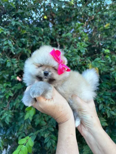 Lulu da pomerania