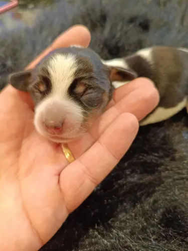 Filhotes Teckel Dachshund Salsicha Padrão e Miniatura