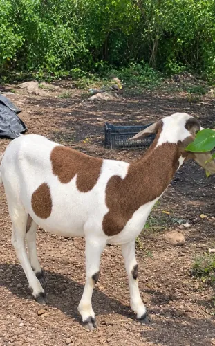 Ovelha a venda