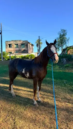 Cavalo Mangalarga Paulista