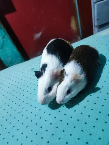 Porquinho da Índia 