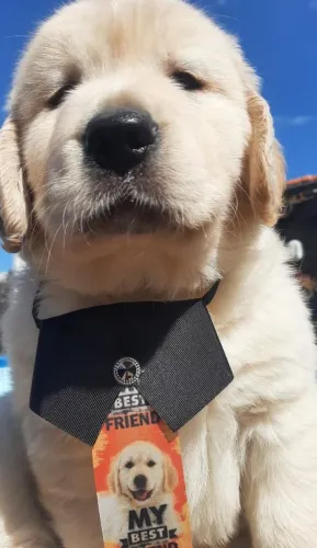 Golden Retriever filhotes fofos