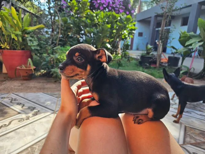Filhotes de Pinscher n°2