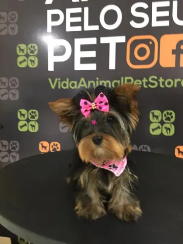 Yorkshire Terrier fêmea com Pedigree Internacional CBKC 