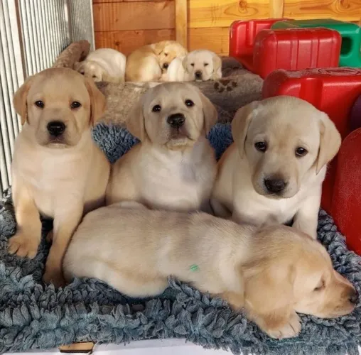 Labrador Retriever - Torne Qualquer Ocasião Ainda Mais Especial