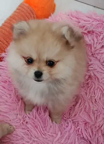 Spitz alemão anão fêmea 