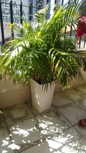Duas plantas para vender (cada uma 50 reais)