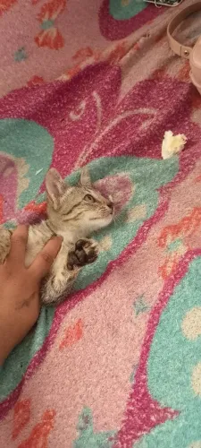 DOA-SE GATO MACHO 