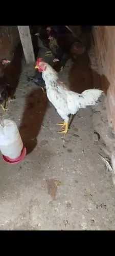 Galo