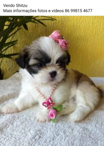 Filhote de Shihtzu Fêmea 