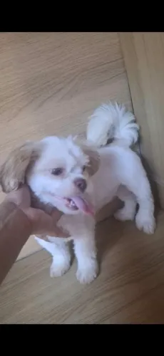 Shitzun mini figada de olhos claros