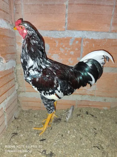 Kfrango