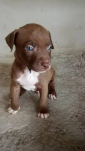 Doação Pitbull
