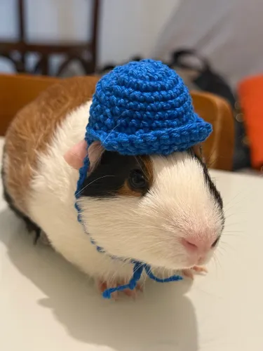 Porquinho da índia