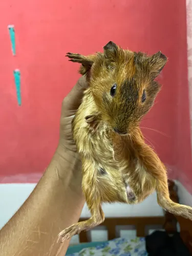 Porquinho da índia 