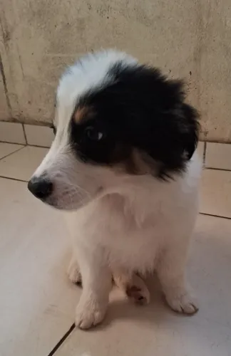 Vendo filhote de border collie