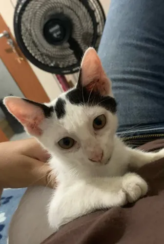 ADOÇÃO DE GATINHO FILHOTE
