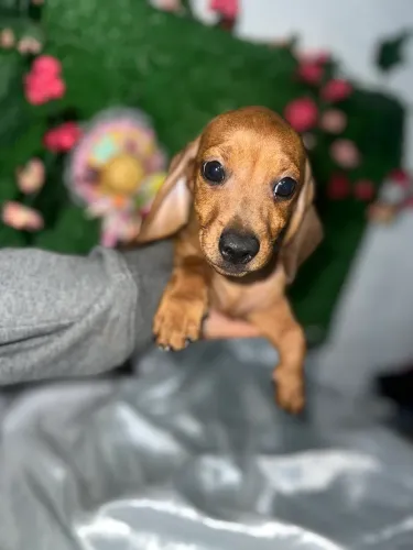 Filhotes de basset salsicha macho e fêmea
