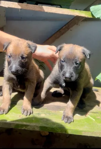 Filhotes de pastor Belga Malinois