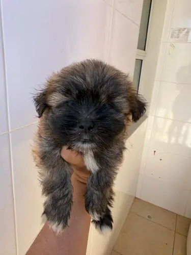 Cachorro disponível