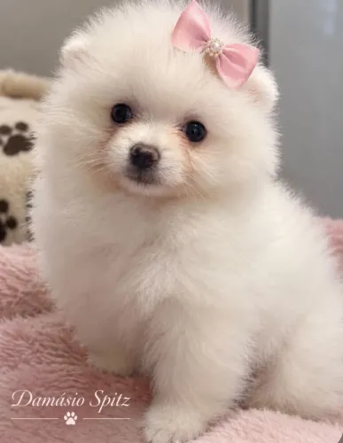 Lulu da pomerânia @ spitz Alemão