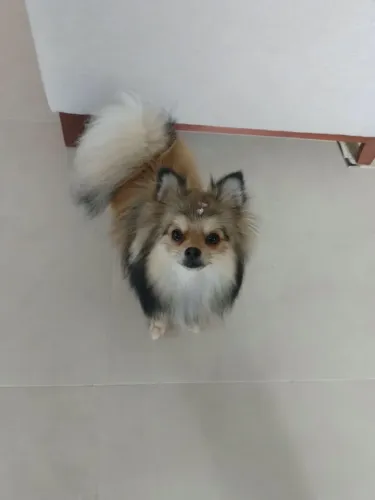 Spitz alemão