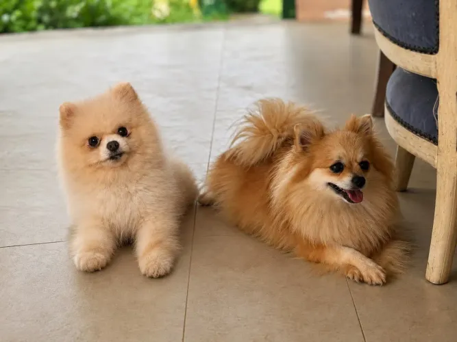 Casal spitz lulu anao 1.8 kg