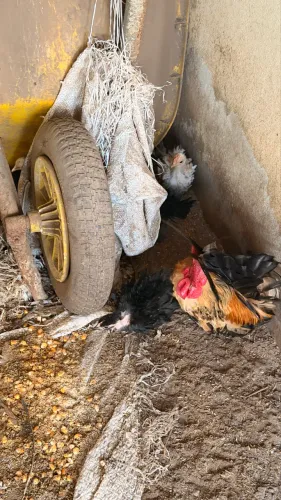 Venda galinhas Nagasaki 